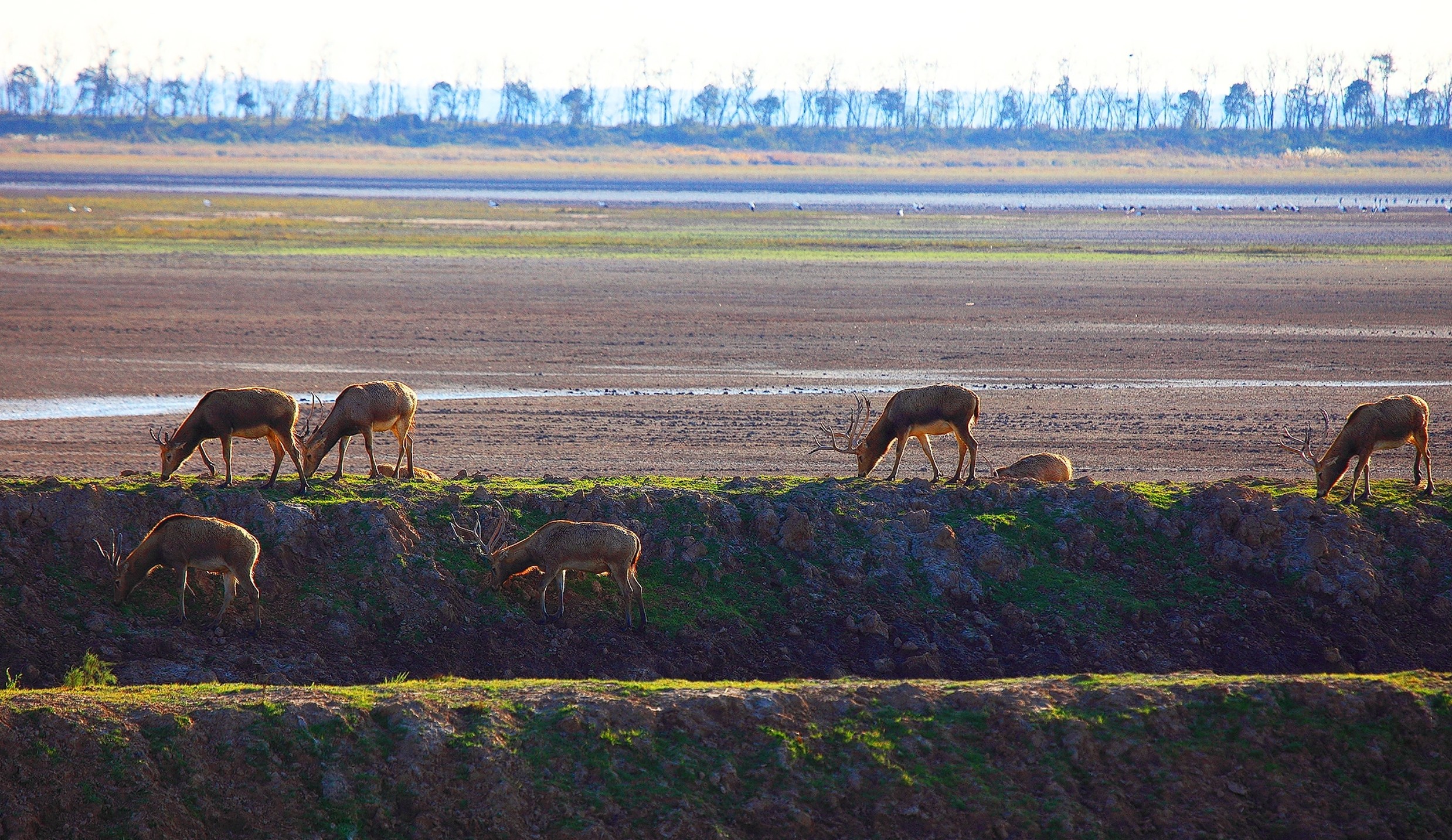 大丰麋鹿自然保护区：世界最大野生麋鹿种群，建立了世界最大麋鹿基因库