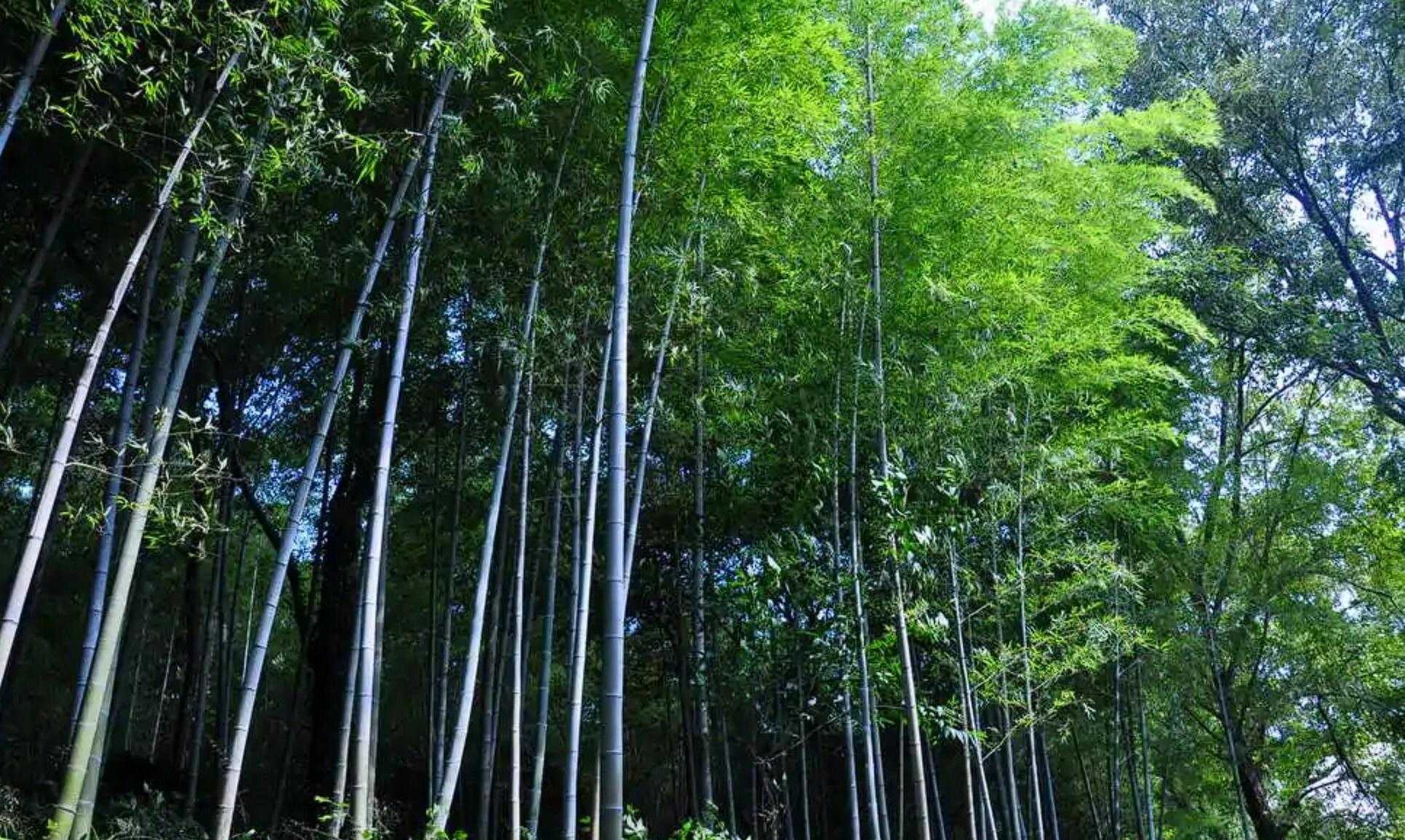 天目湖南山竹海景区：三省交界，群山环抱，万亩竹海，空气清新