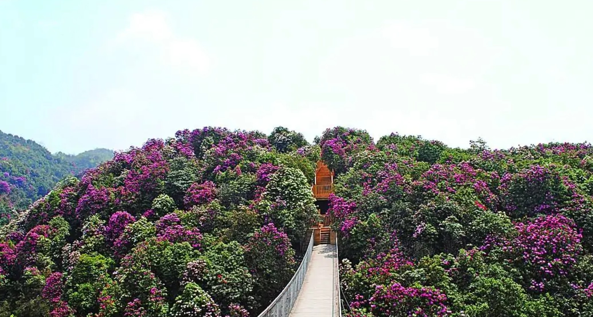 百里杜鹃风景名胜区：一座规模宏伟的天然花园，全国最大的杜鹃花景区