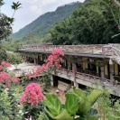 广东清远清新区大山茶家庭农场
